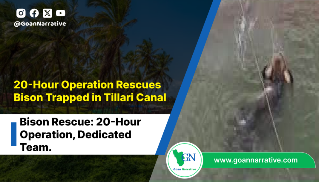 20-Hour Operation Rescues Bison Trapped in Tillari Canal