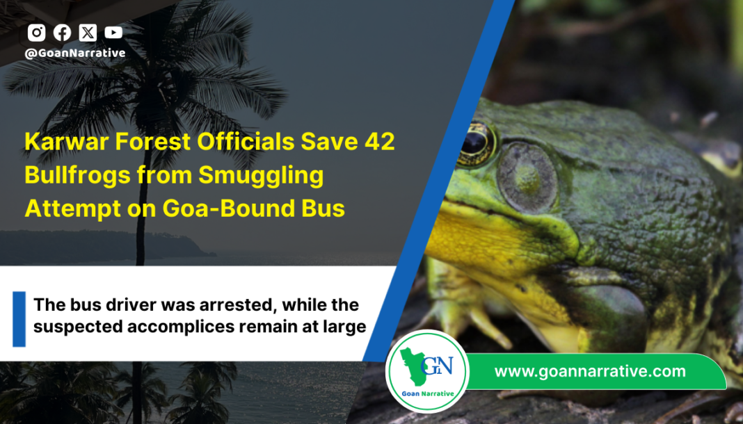 Karwar Forest Officials Save 42 Bullfrogs from Smuggling Attempt on Goa-Bound Bus