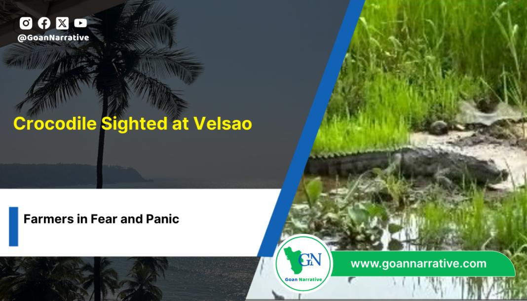 2 Crocodile Sighted at Velsao, Farmers in Fear and Panic