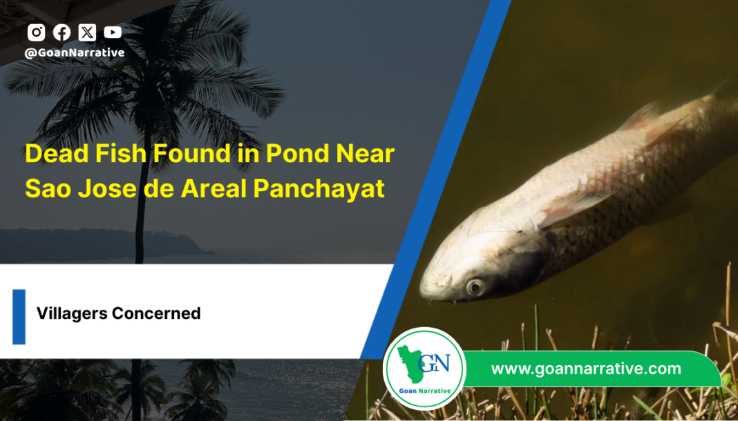 2 Dead Fish Found in Pond Near Sao Jose de Areal Panchayat, Villagers Concerned