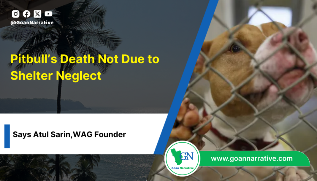 1 Pitbull’s Death Not Due to Shelter Neglect, Says Atul Sarin,WAG Founder