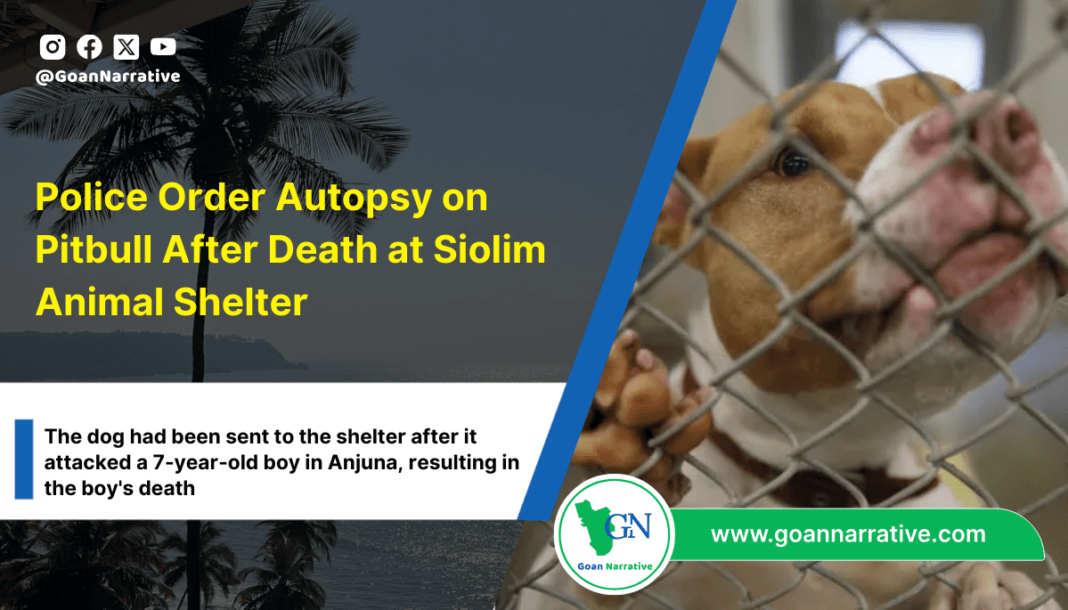 1 Police Order Autopsy on Pitbull After Death at Siolim Animal Shelter