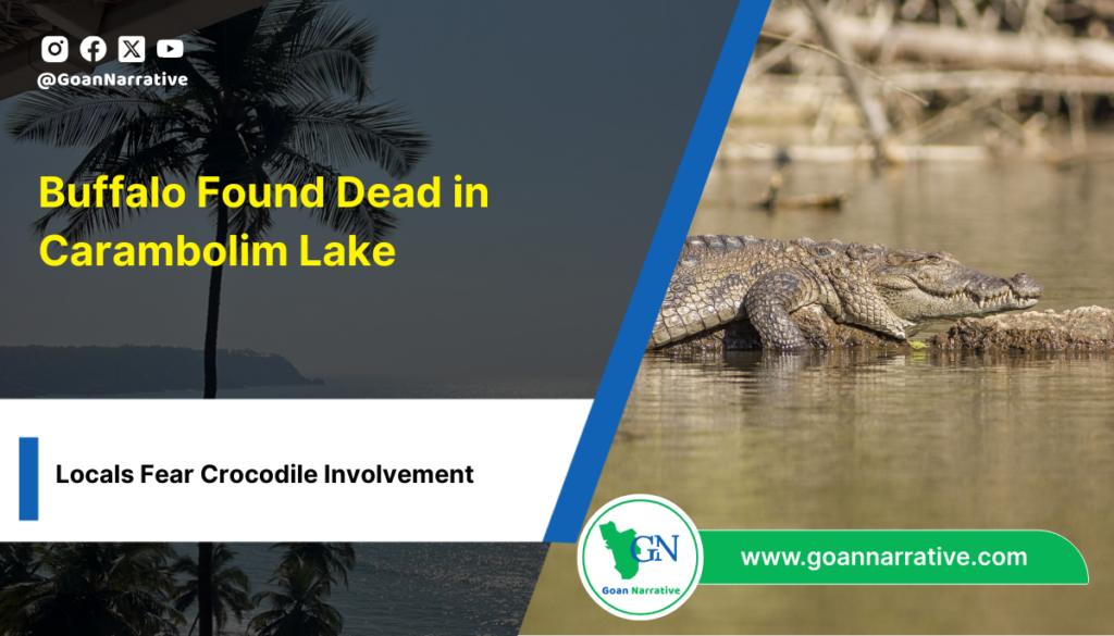 Buffalo Found Dead in Carambolim Lake; Locals Fear Crocodile Involvement