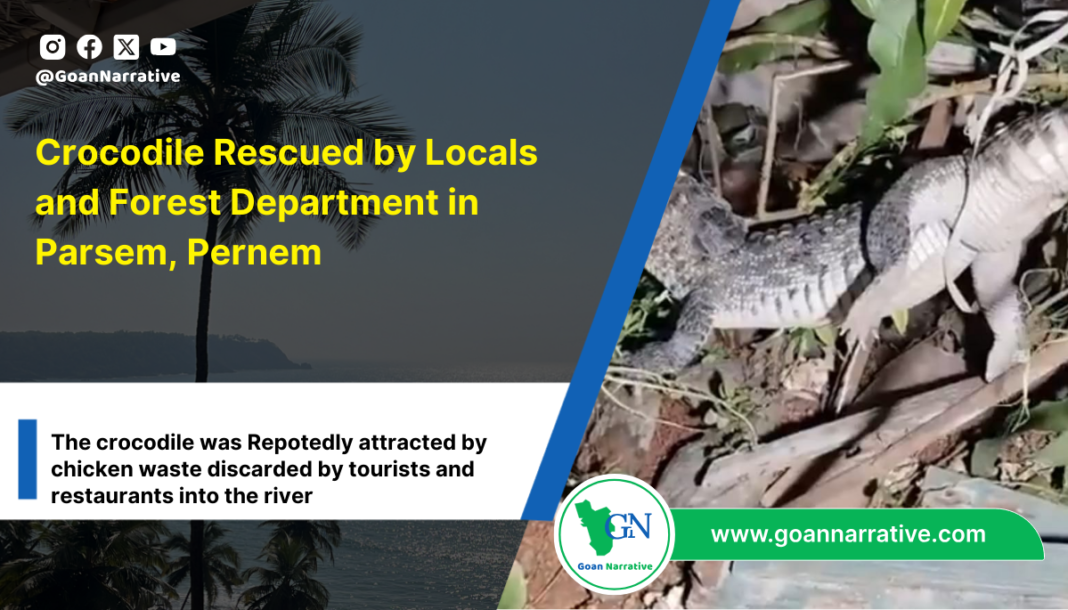 4 Crocodile Rescued by Locals and Forest Department in Parshem, Pernem