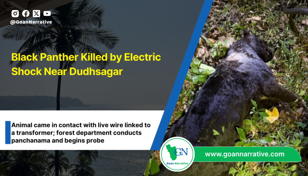 Black Panther Killed by Electric Shock Near Dudhsagar