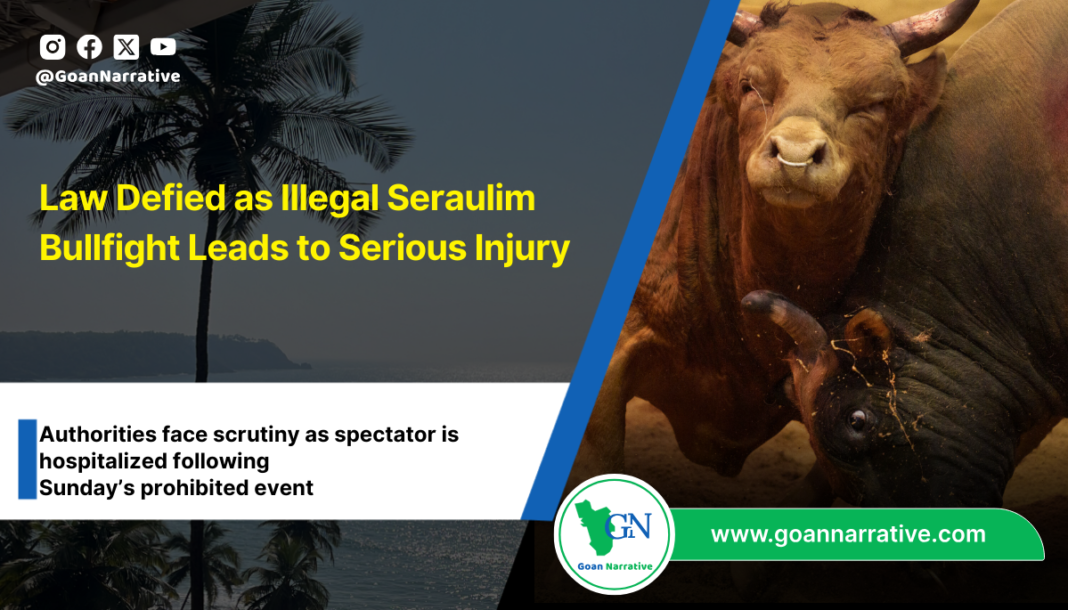 Law Defied as Illegal Seraulim Bullfight Leads to Serious Injury