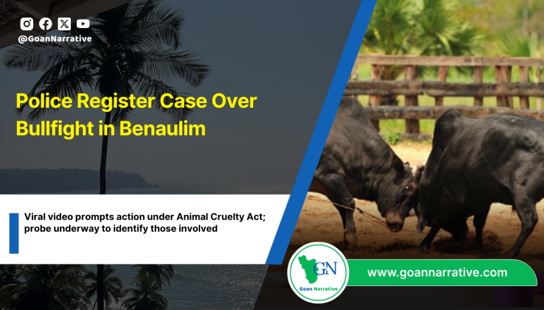 Police Register Case Over Bullfight in Benaulim
