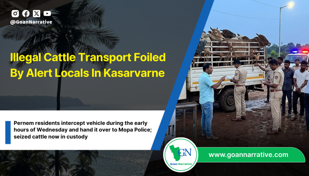 Illegal Cattle Transport Foiled By Alert Locals In Kasarvarne