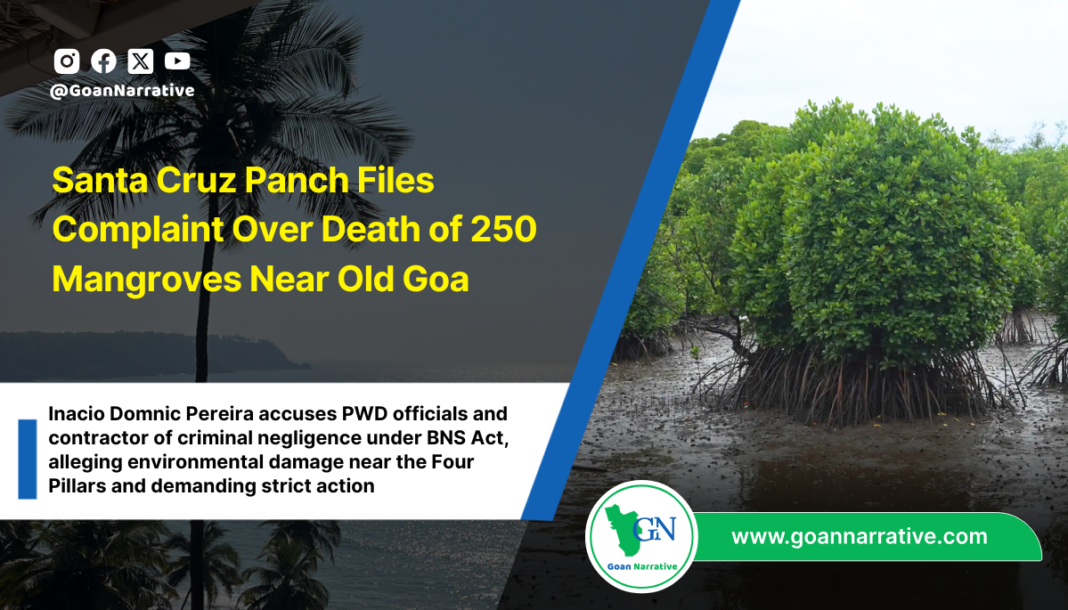 Santa Cruz Panch Files Complaint Over Death of 250 Mangroves Near Old Goa