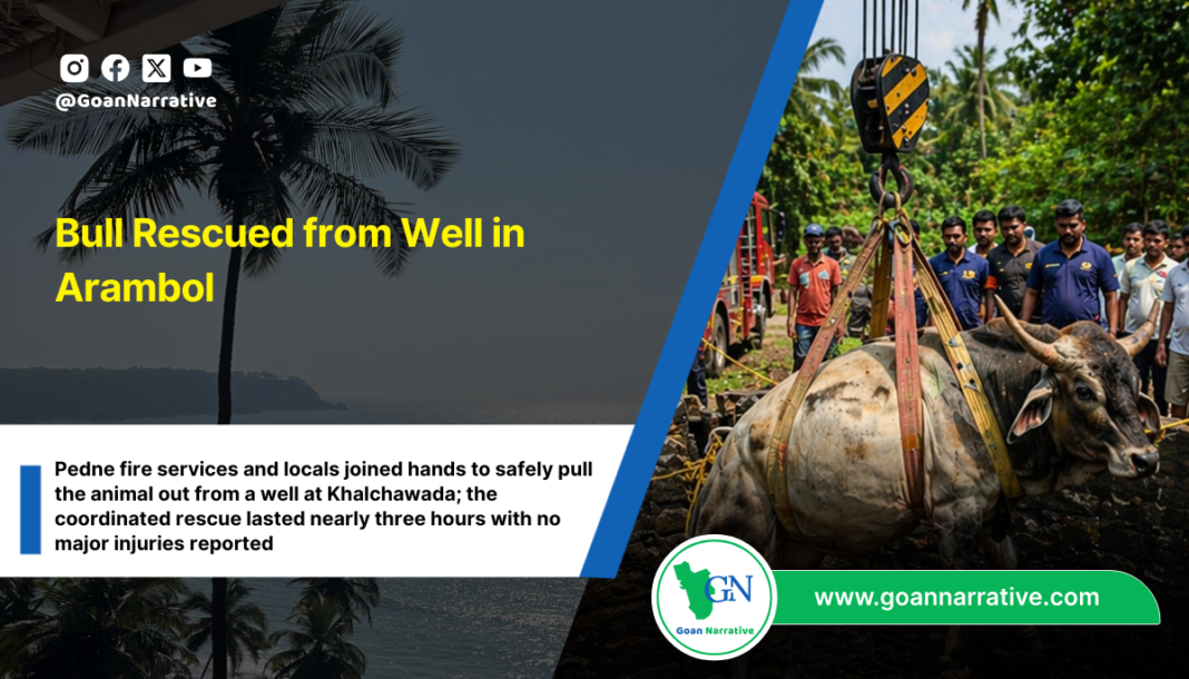 Bull Rescued from Well in Arambol