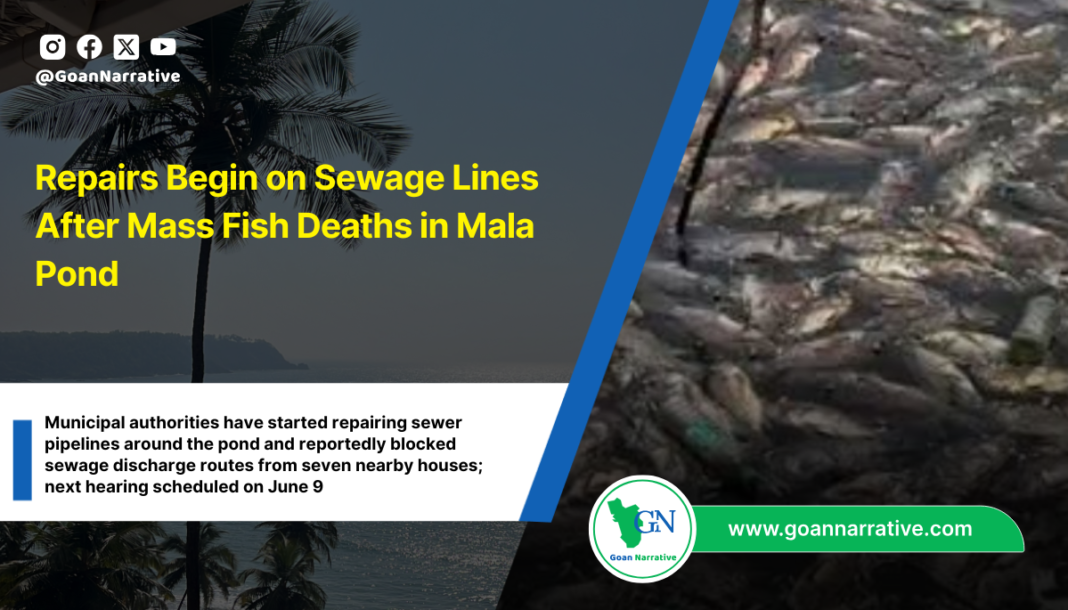 Repairs Begin on Sewage Lines After Mass Fish Deaths in Mala Pond