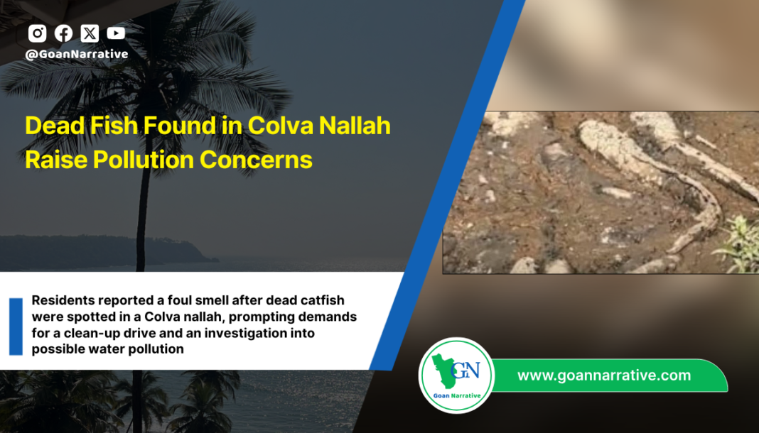 Dead Fish Found in Colva Nallah Raise Pollution Concerns