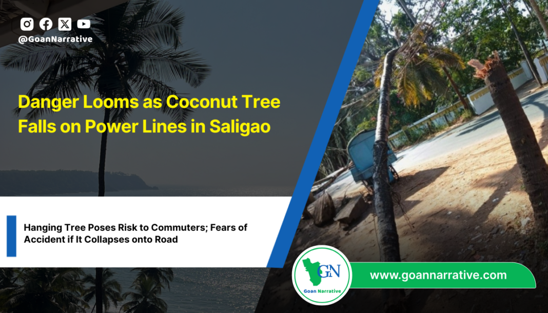 Danger Looms as Coconut Tree Falls on Power Lines in Saligao