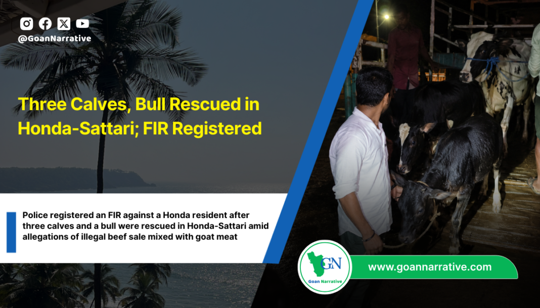 Three Calves, Bull Rescued in Honda-Sattari; FIR Registered