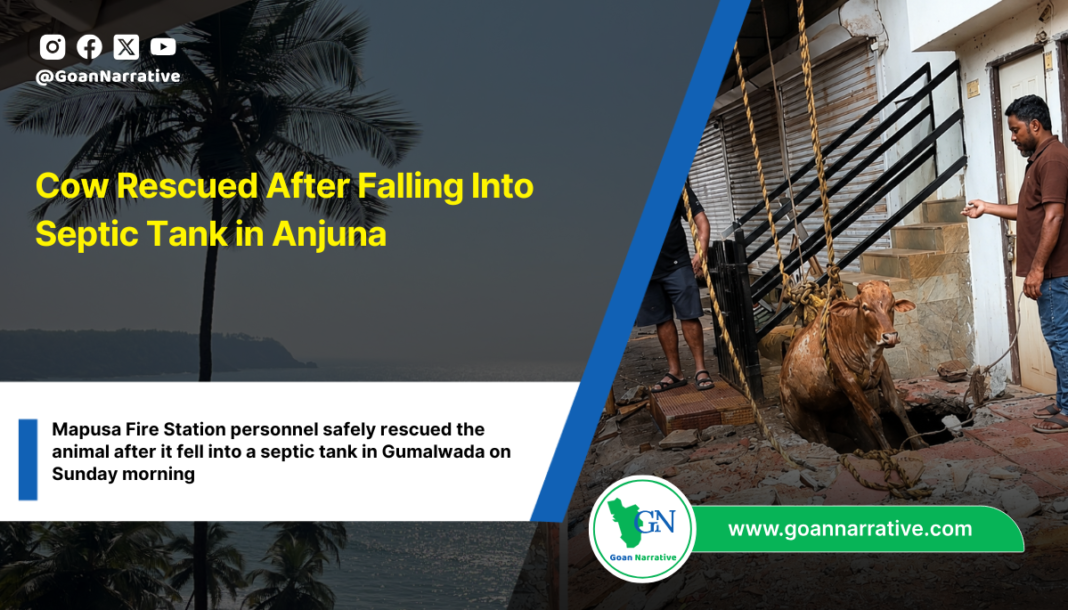 Cow Rescued After Falling Into Septic Tank in Anjuna