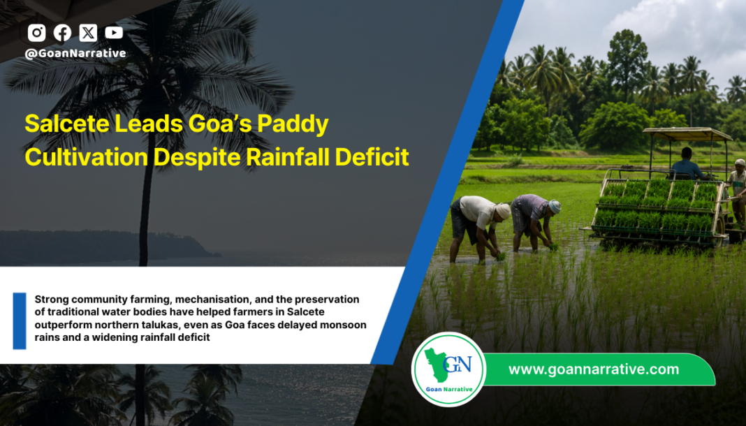 Salcete Leads Goa’s Paddy Cultivation Despite Rainfall Deficit