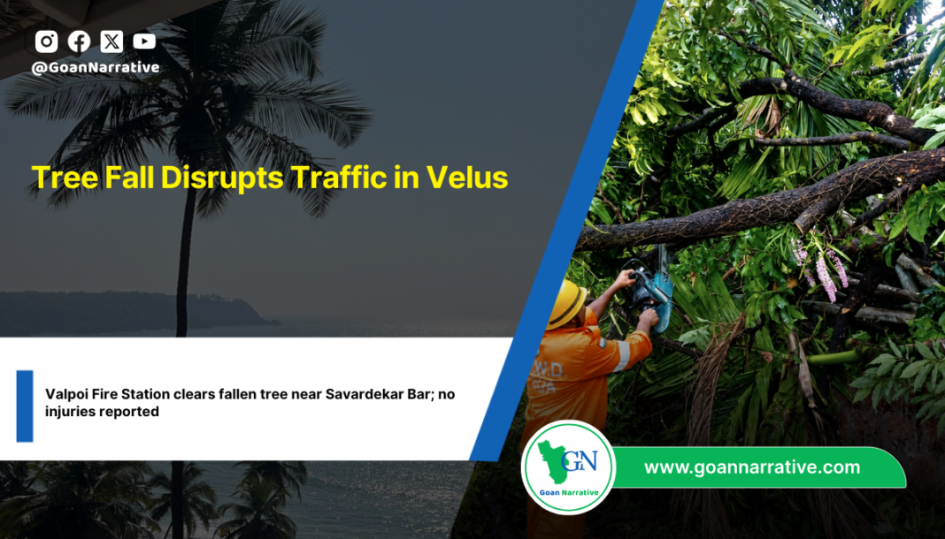 Tree Fall Disrupts Traffic in Velus