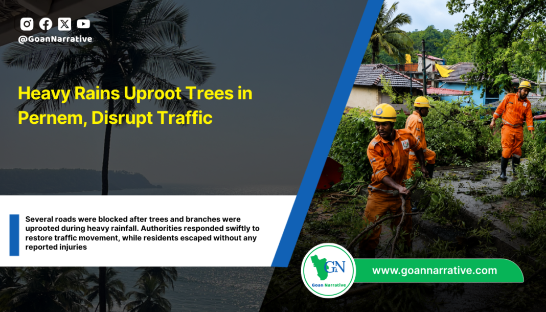 Heavy Rains Uproot Trees in Pernem, Disrupt Traffic