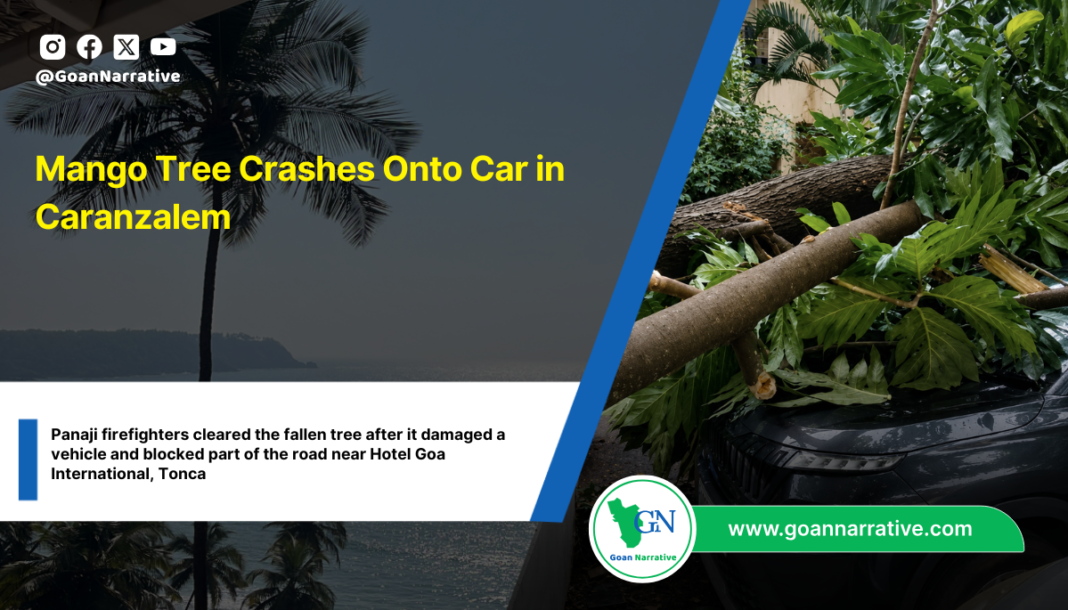 Mango Tree Crashes Onto Car in Caranzalem