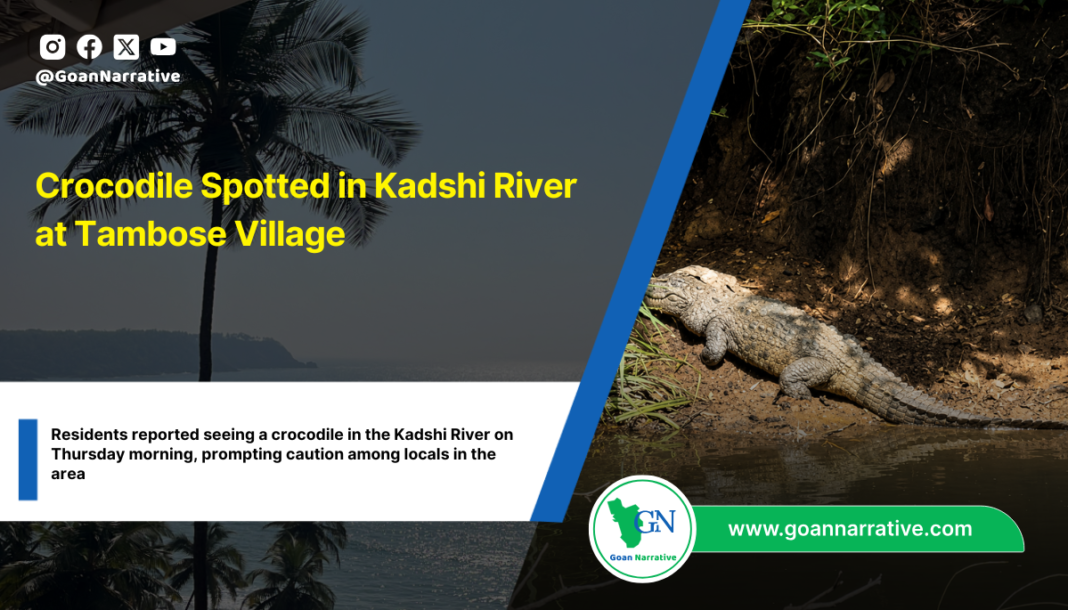 Crocodile Spotted in Kadshi River at Tambose Village
