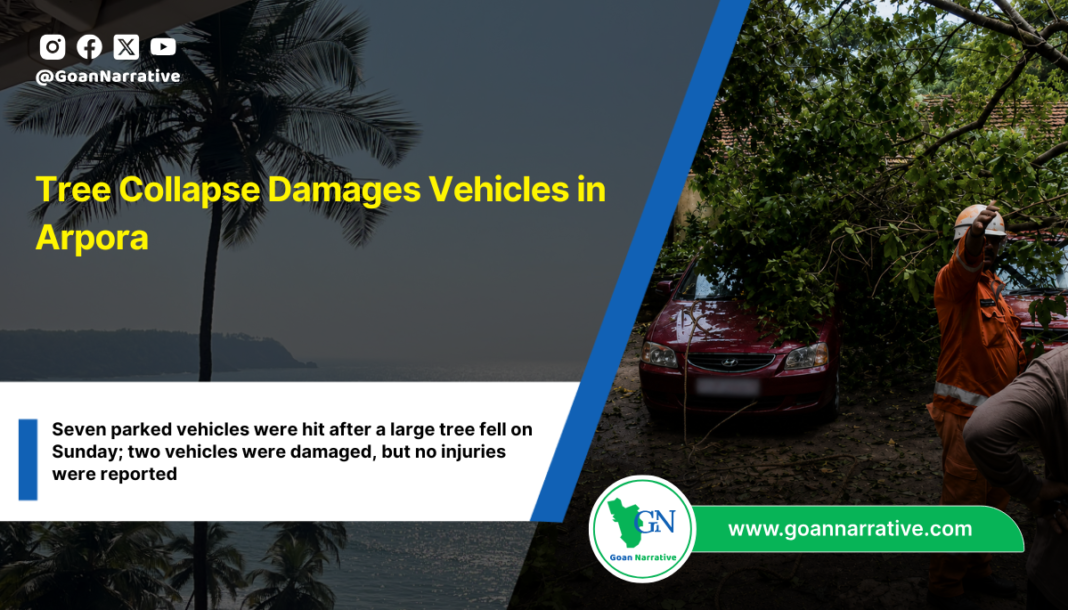 Seven parked vehicles were hit after a large tree fell on Sunday; two vehicles were damaged, but no injuries were reported