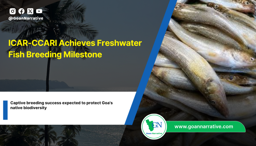 ICAR-CCARI Achieves Freshwater Fish Breeding Milestone