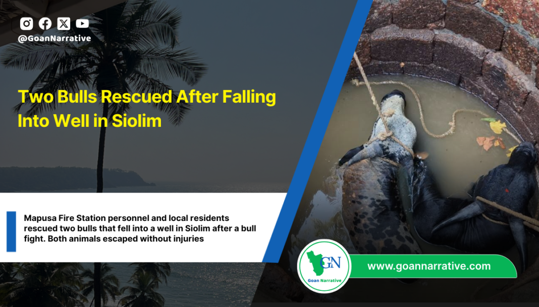 Two Bulls Rescued After Falling Into Well in Siolim