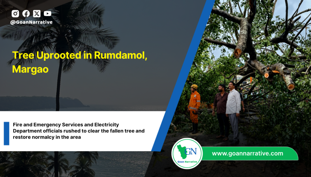 Tree Uprooted in Rumdamol, Margao