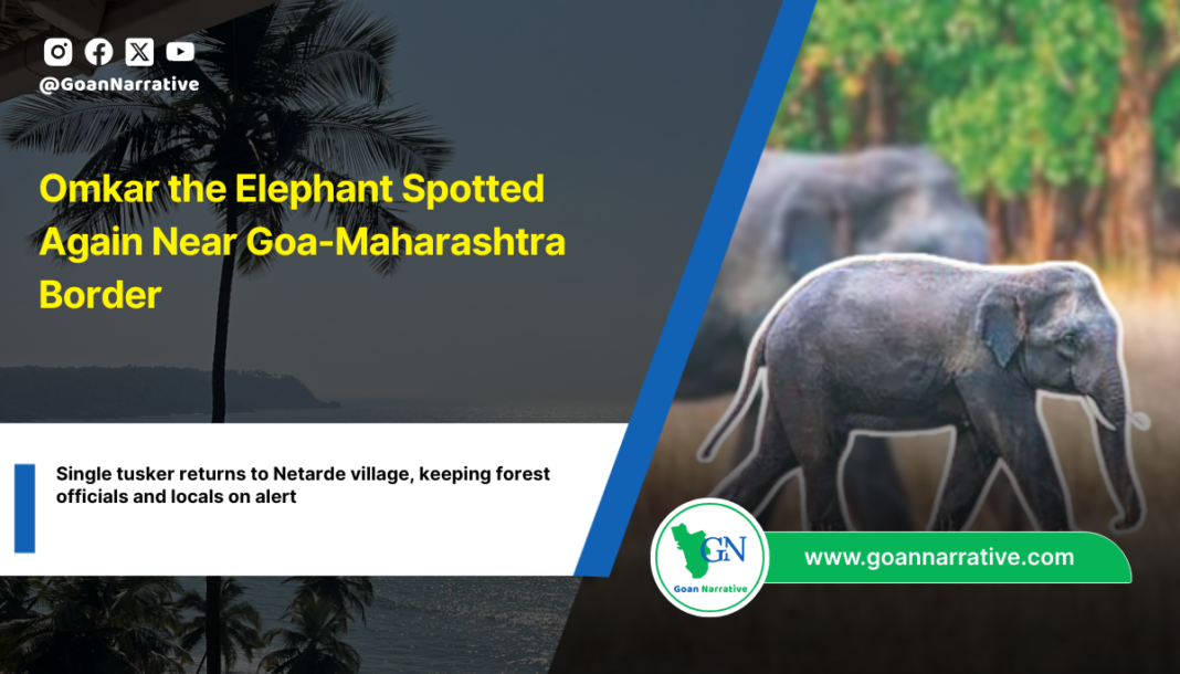 Single tusker returns to Netarde village, keeping forest officials and locals on alert