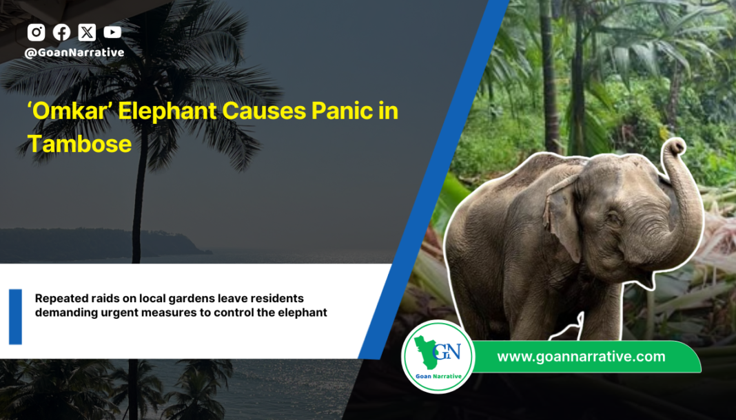 Repeated raids on local gardens leave residents demanding urgent measures to control the elephant
