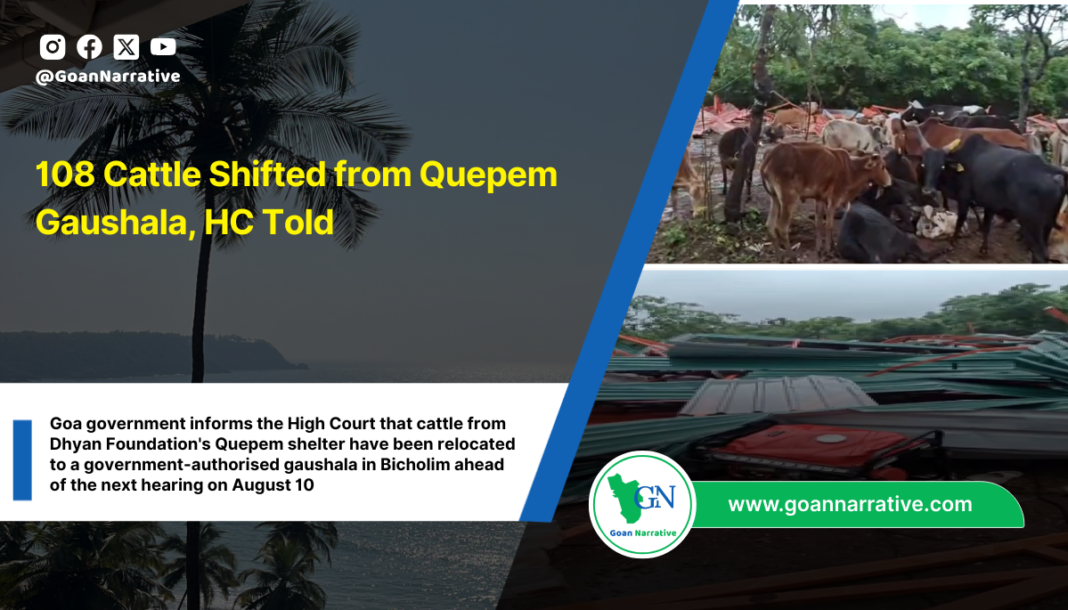 108 Cattle Shifted from Quepem Gaushala, HC Told